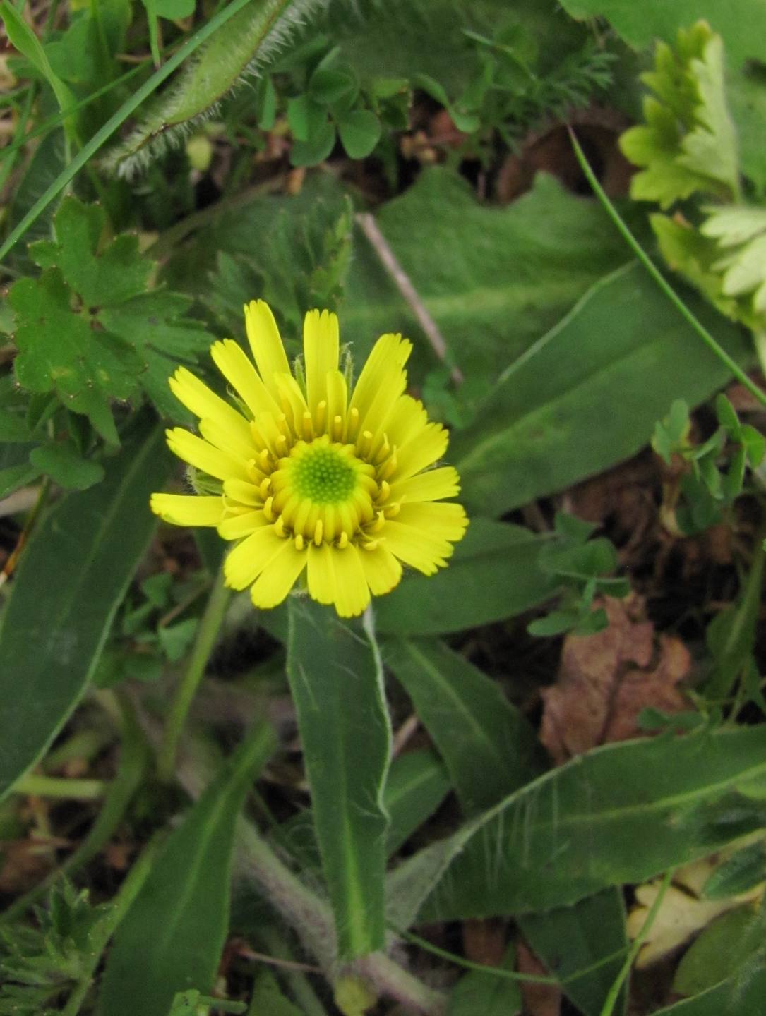 Annexe IMG_5245 1.jpg