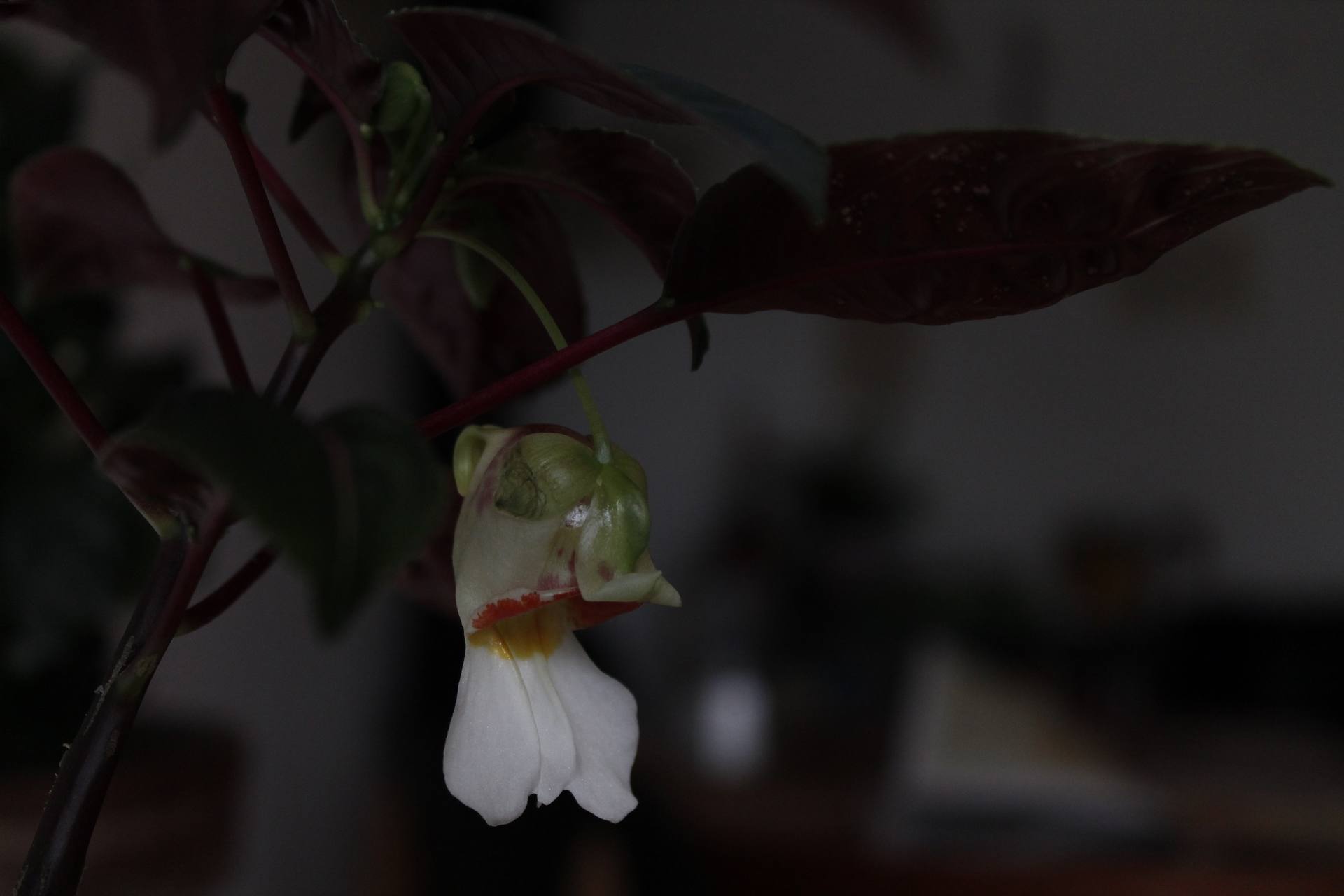 Annexe Velvetea Secret Love.jpg