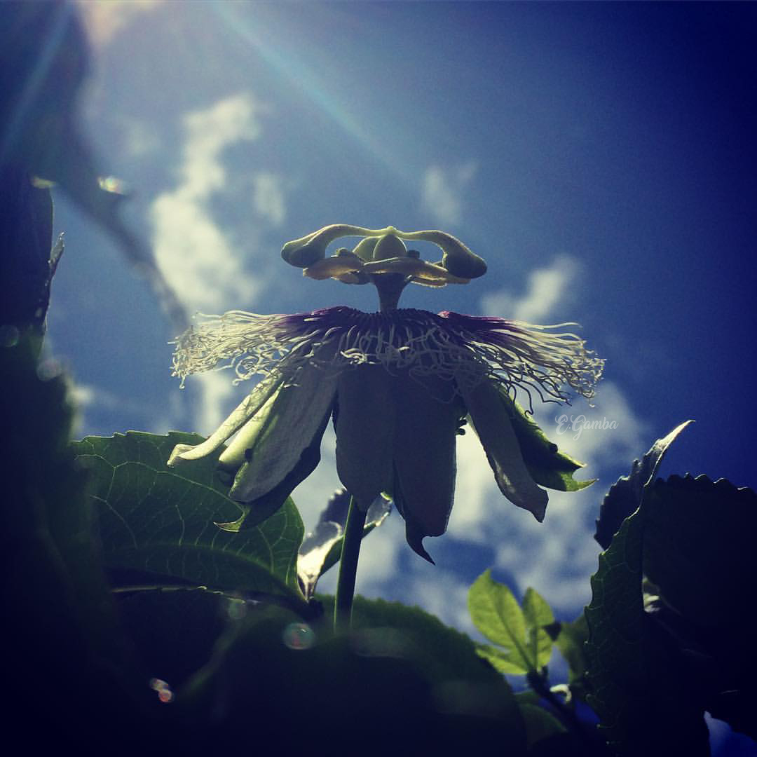 Annexe 15000160_10209584502561555_6125762797786820624_o.jpg