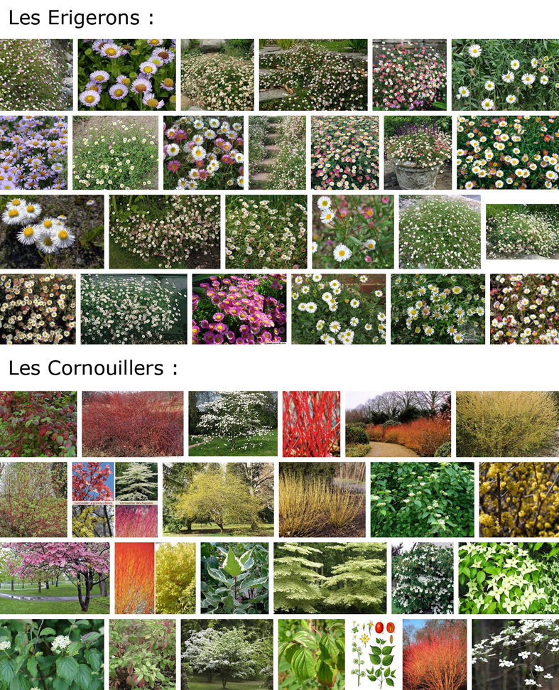 Annexe Je serais .jpg