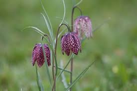 Annexe un-peu-de-botannique-la-fritillaire-pintade.jpg