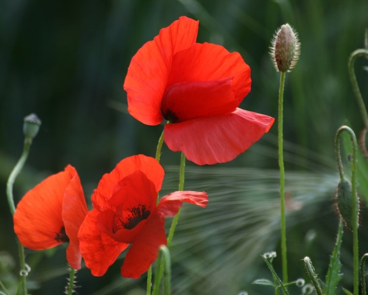 Annexe COQUELICOTS.jpg