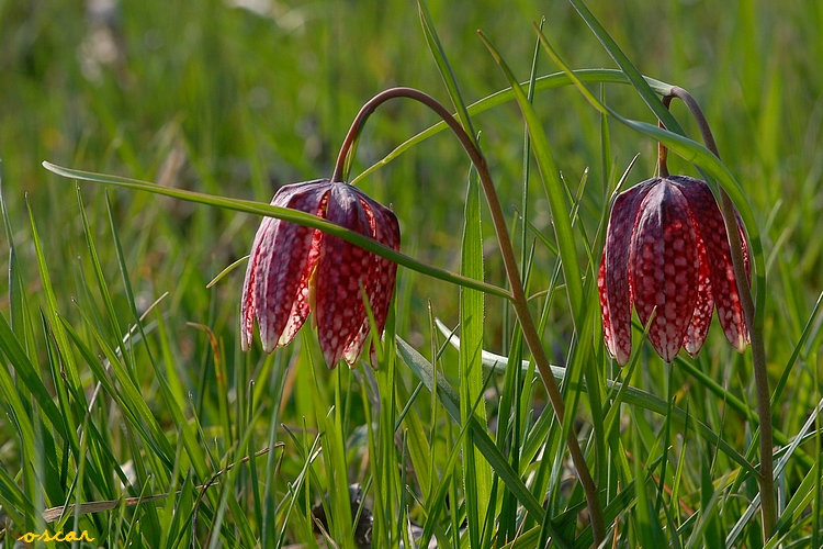 Annexe fritillaire pintade .jpg