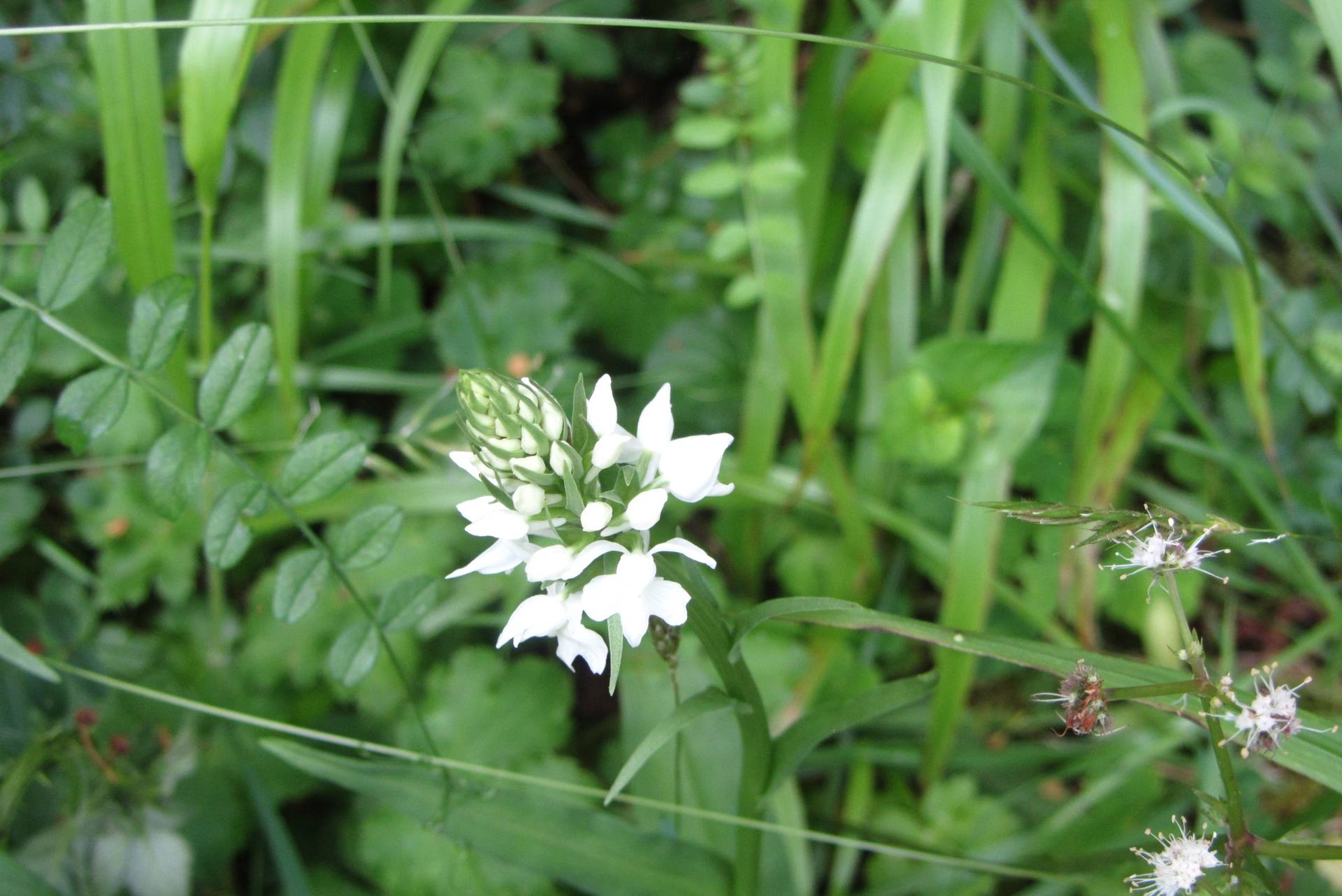 Annexe 31a - Dactylorhiza fuchsii okellyi.jpg