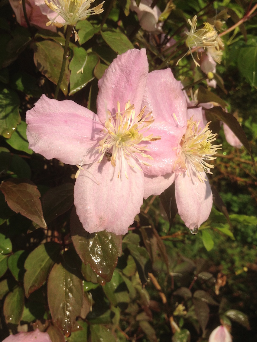 Annexe IMG_4971 - copie.jpg