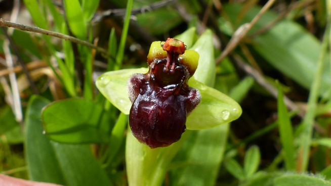 Annexe P1420270 (2).JPG