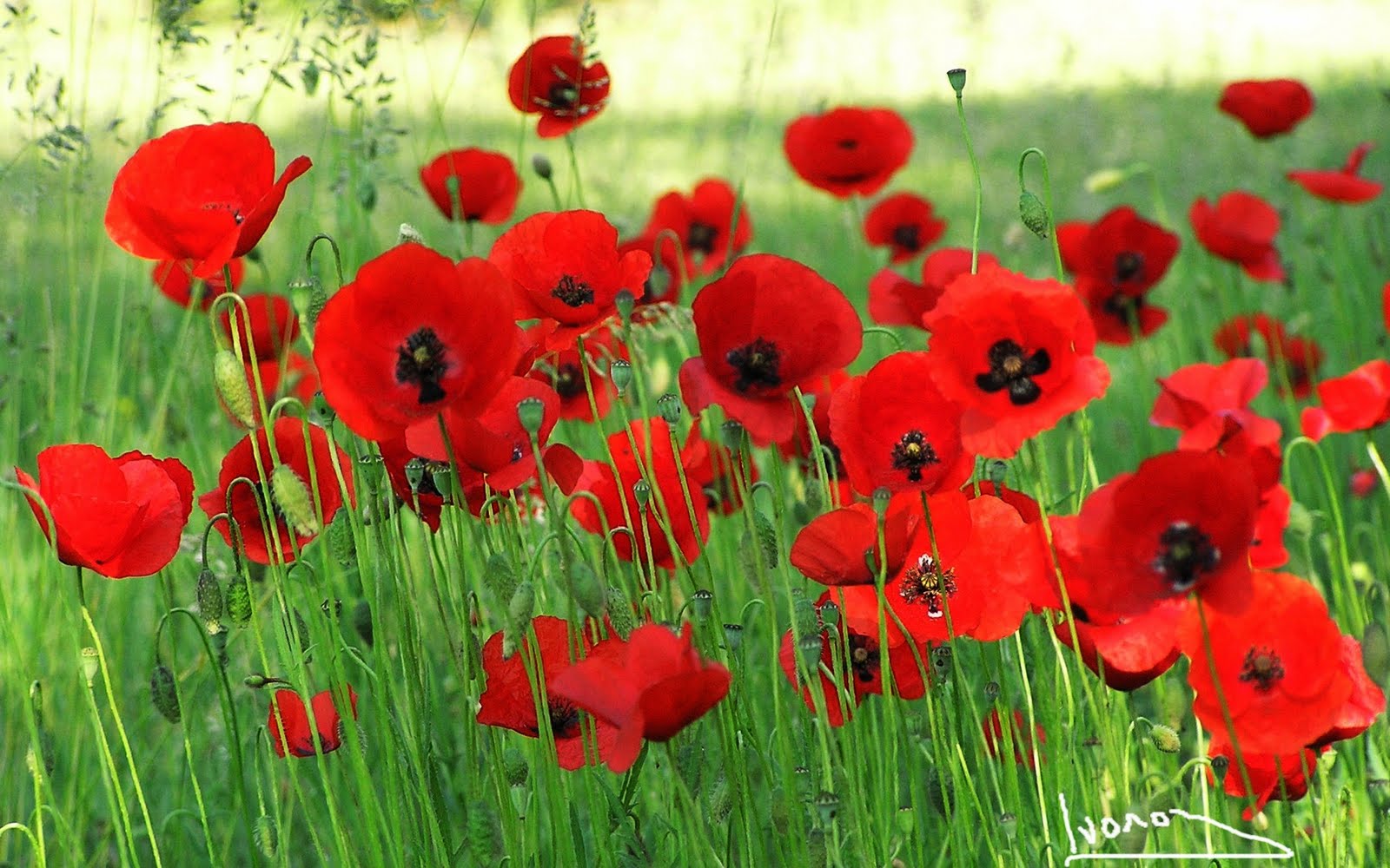 Annexe CIvano-Ghirardini-P5090057-champs-de-coquelicots-Chateau-Arnoux-Sant-Auban-04160-04600-PACA.jpg