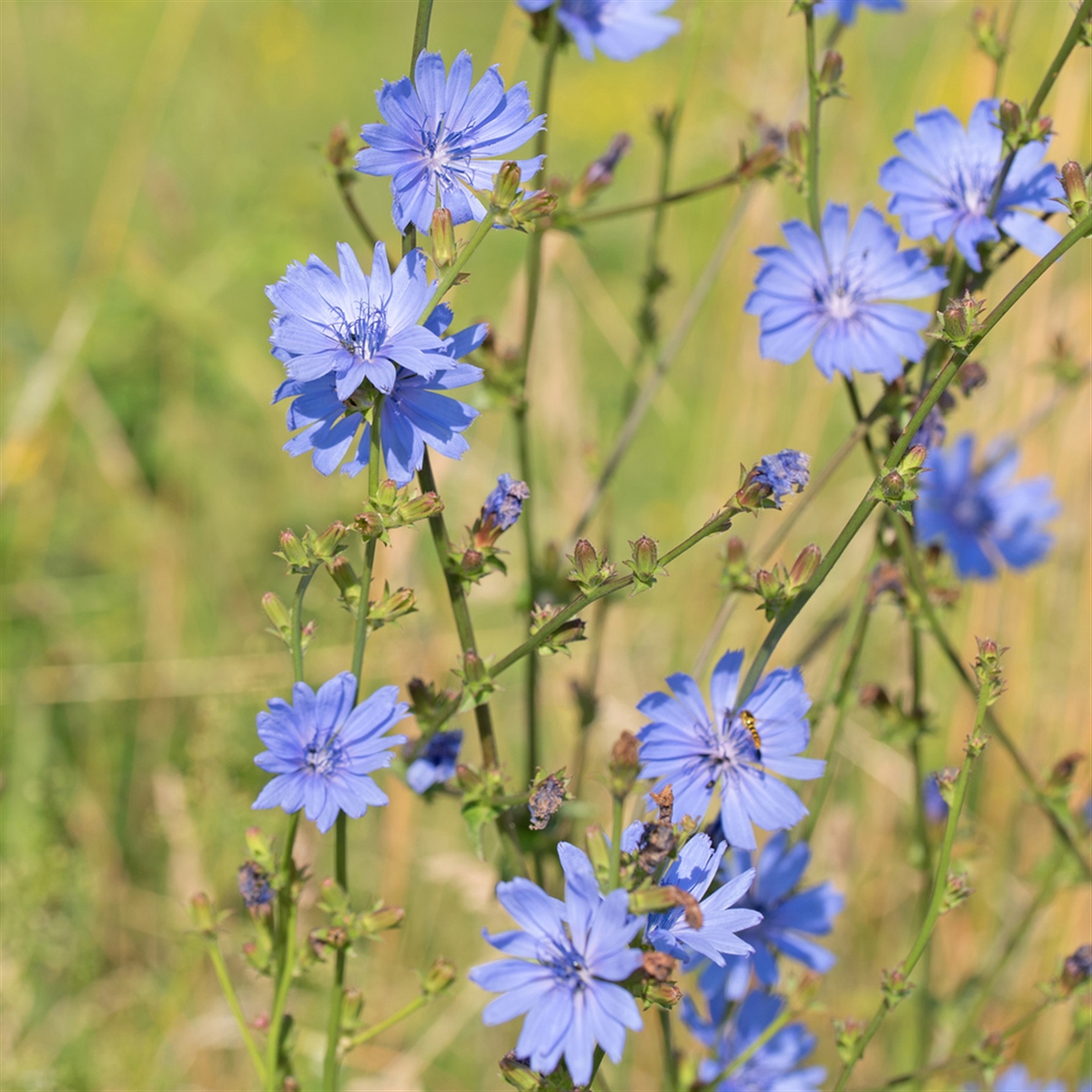 Annexe I-Autre-23300_1200x1200-chicoree-sauvage-ab.net.jpg