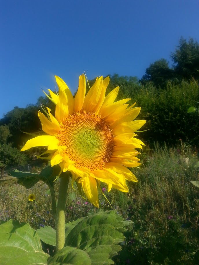 Annexe tournesol.jpg