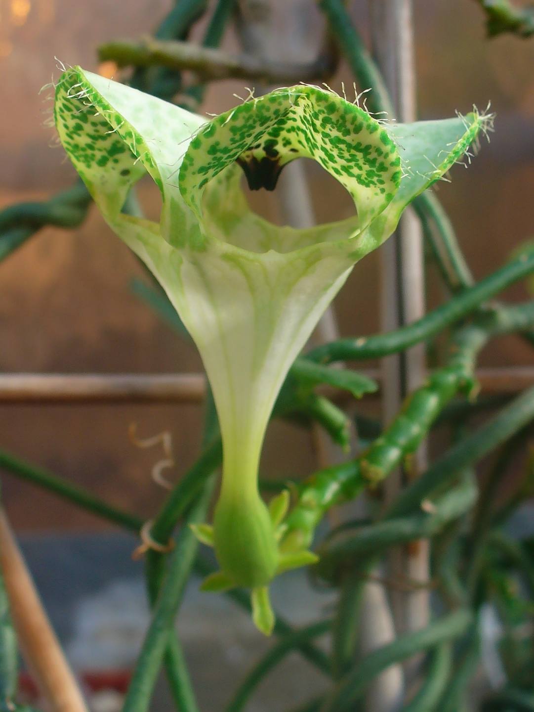 Annexe Ceropegia_sandersonii_003.JPG