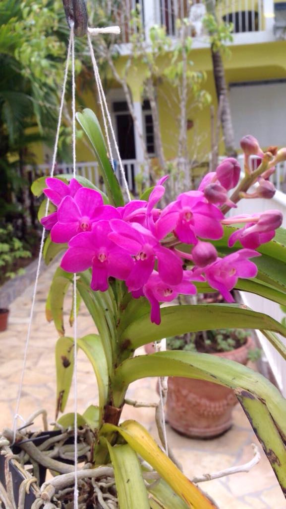 Annexe Orchidée Vanda.jpg