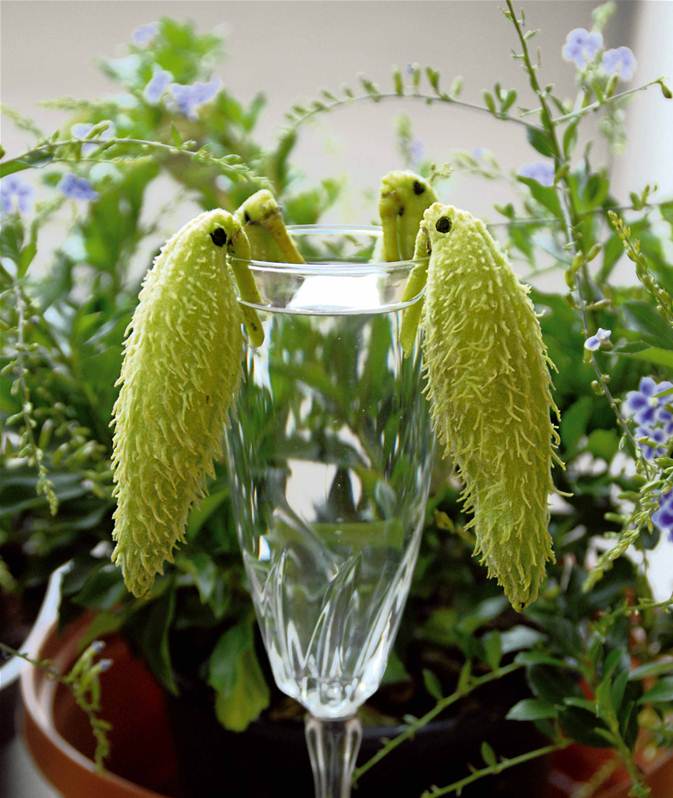 Annexe Asclepias_syriaca_2.jpg