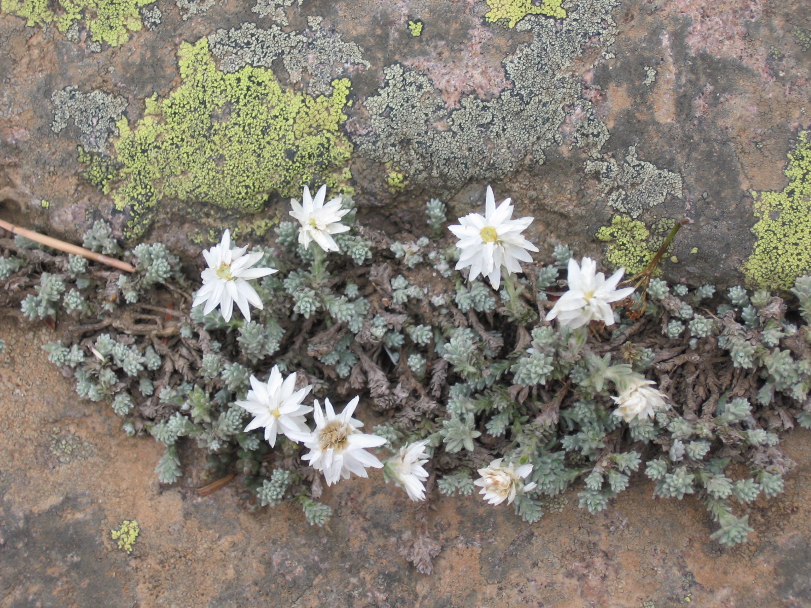 Annexe Immortelle des Frimas.jpg