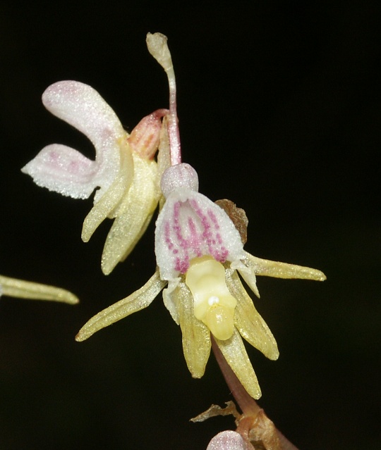 Annexe Epipogium_aphyllum_flowers.jpg