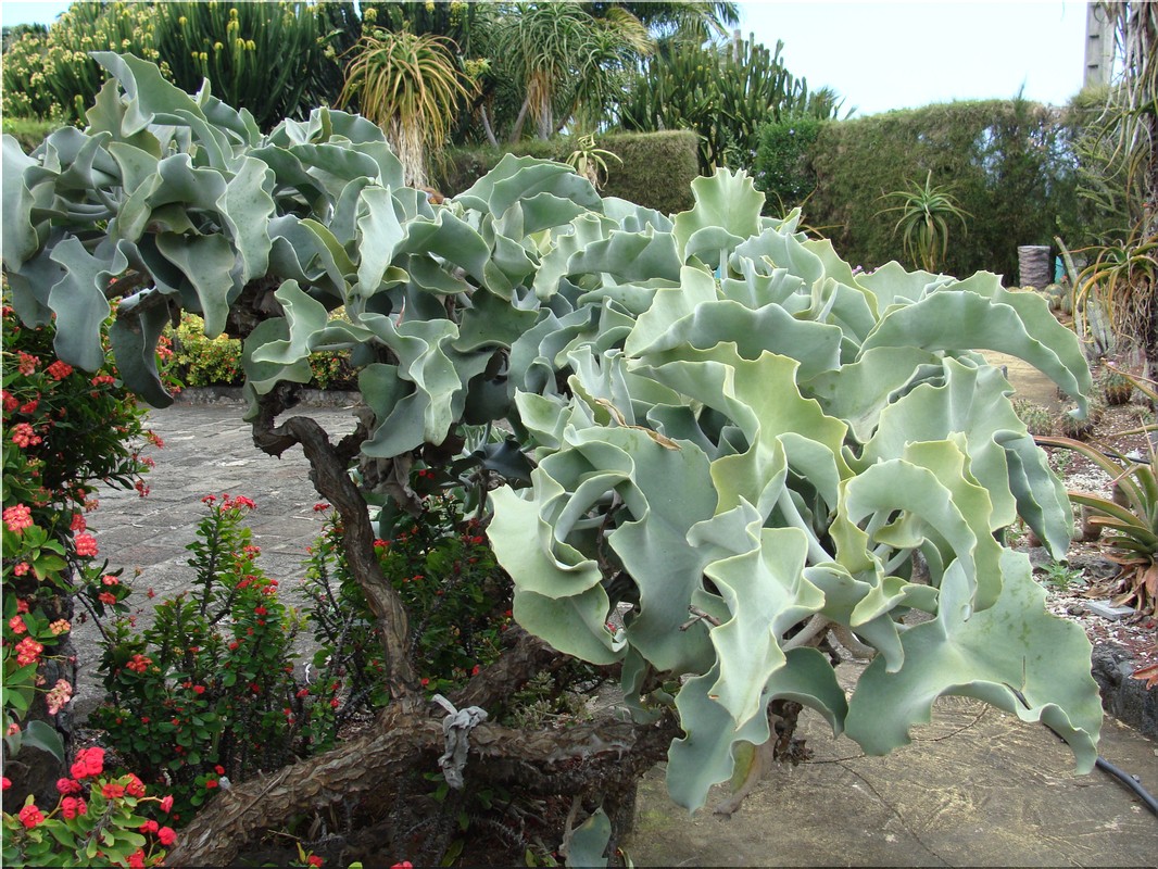 Annexe kalanchoeg2.jpg