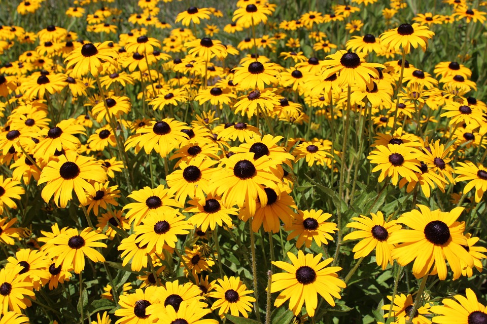 Annexe rudbeckia.jpg