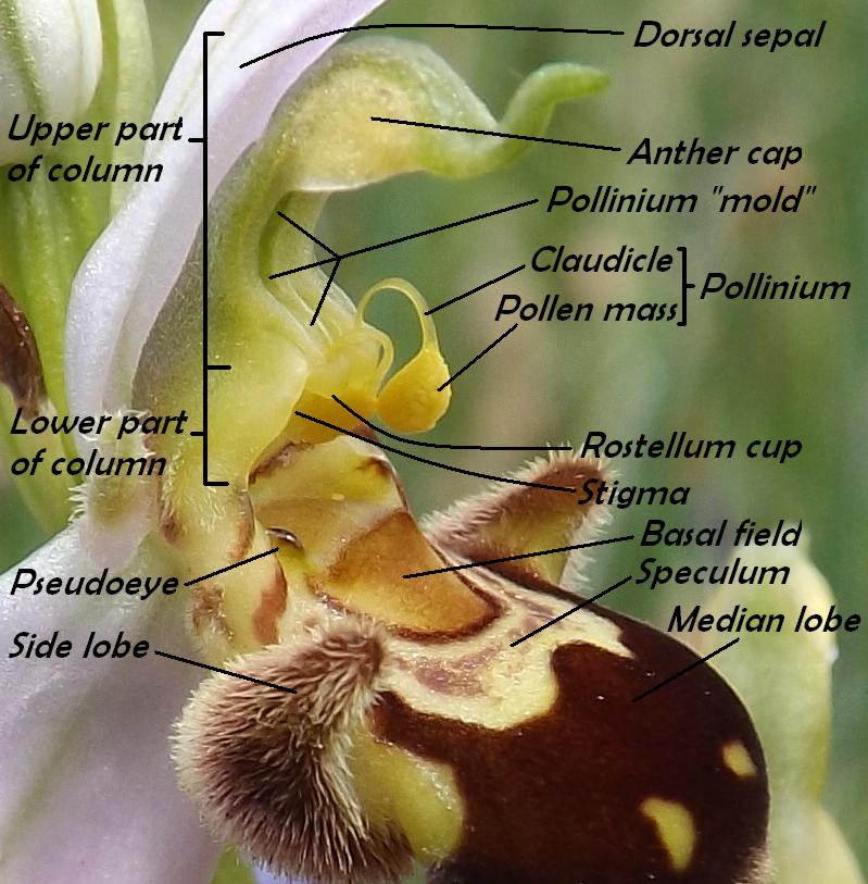 Annexe Apifera side view base final.JPG