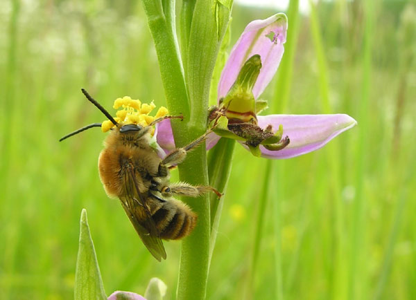 Annexe Eucera_surDSCN2974apifera.jpg