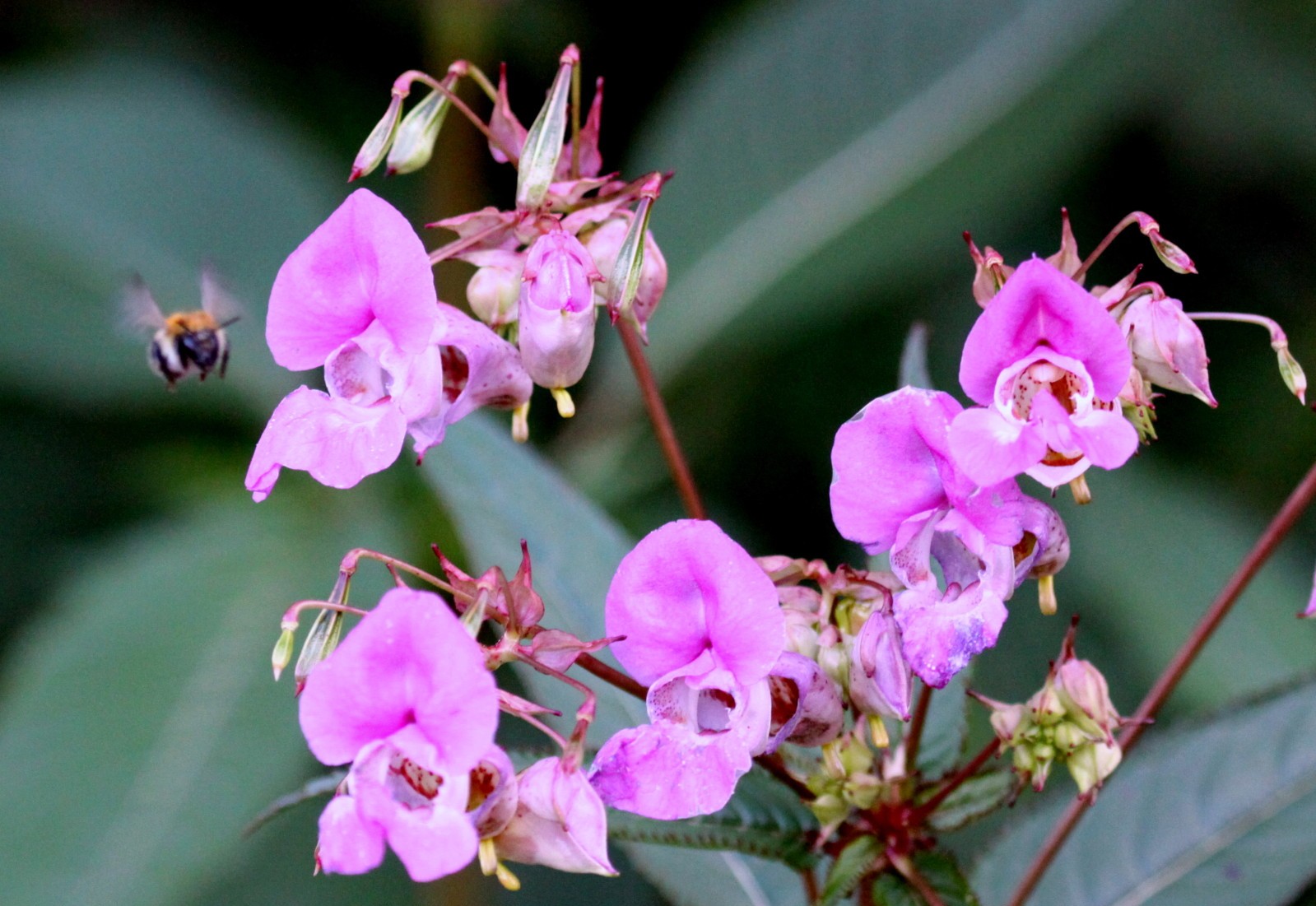 Annexe 12.balsamine.jpg