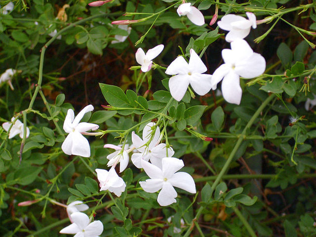 Annexe jasminum-officinale.jpg