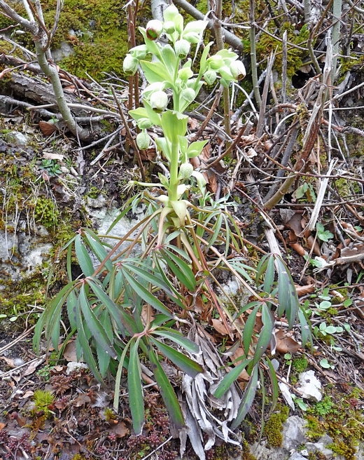 Annexe Plante hellébore fétide.jpg