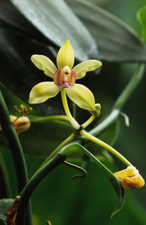 Annexe vanilla_2.jpg