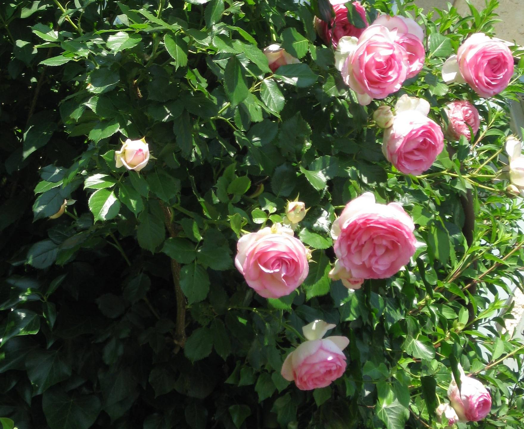 Annexe IMG_1918 - 3.jpg