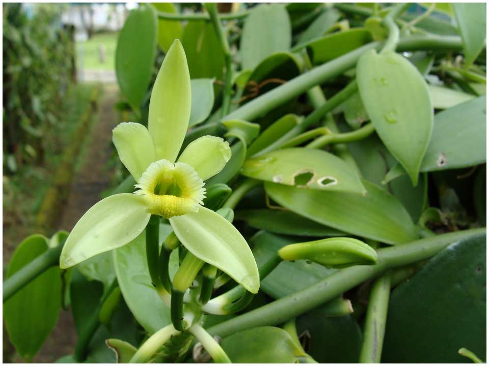 Annexe vanilleg008.jpg