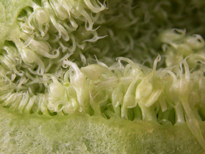 Annexe figuier_style_femelle.jpg