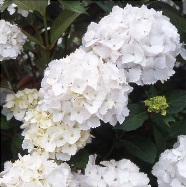 Annexe hydrangea blanc.png