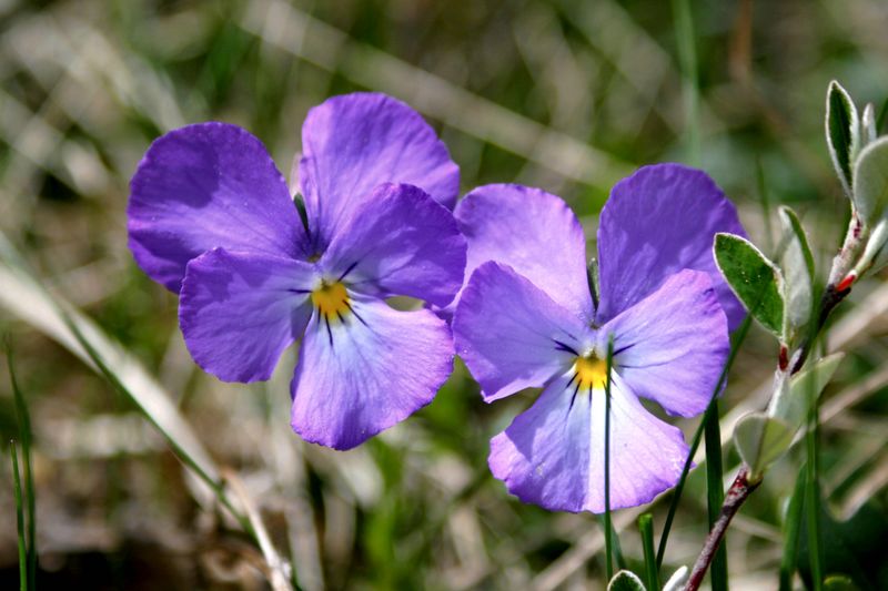 Annexe la pensée des alpes.JPG