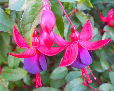 Annexe thULDER6KL.jpg