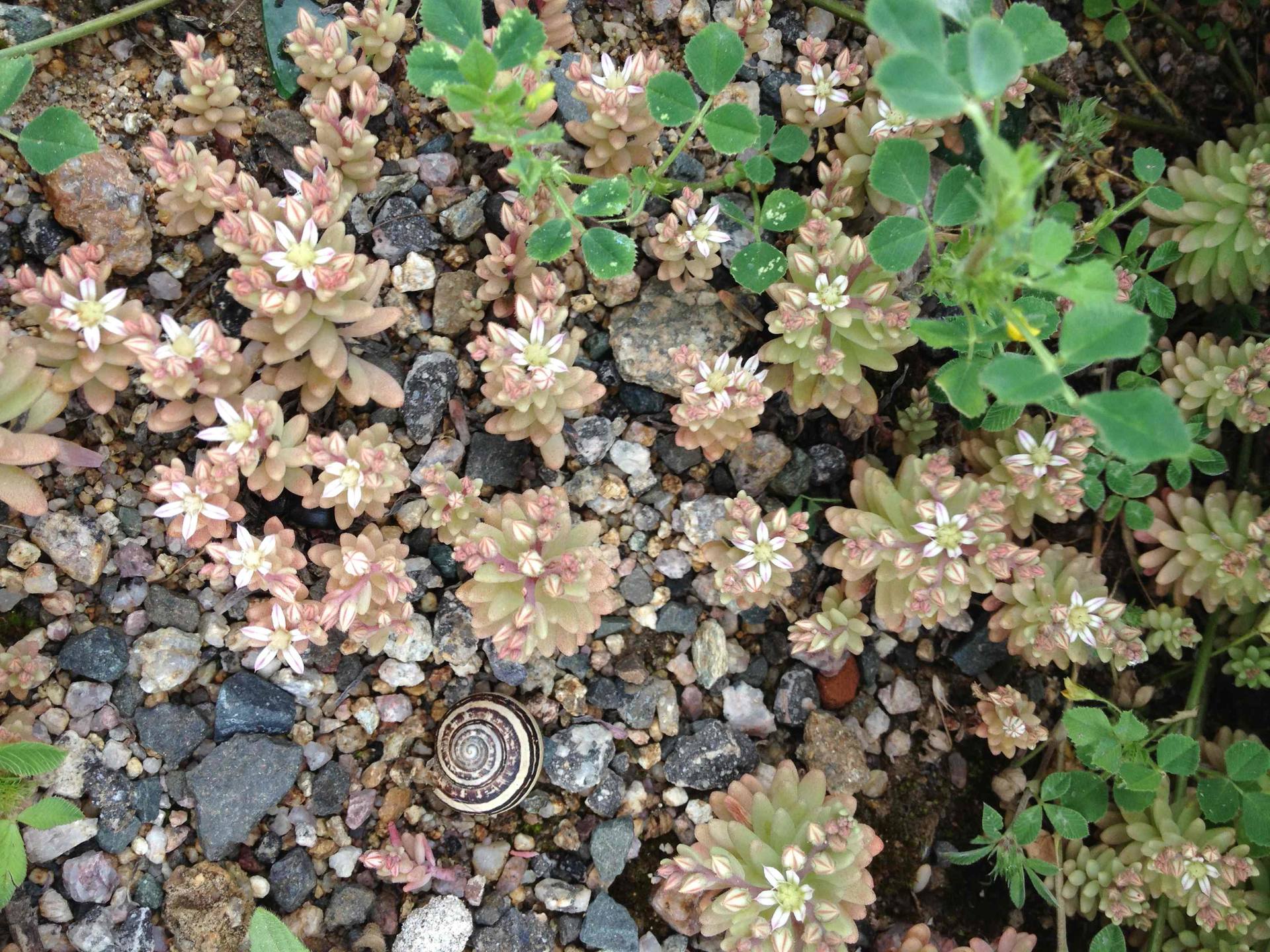 Annexe Sedum caespitosum.jpg