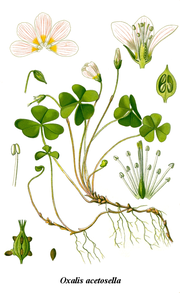 Annexe Cleaned-Illustration_Oxalis_acetosella.jpg