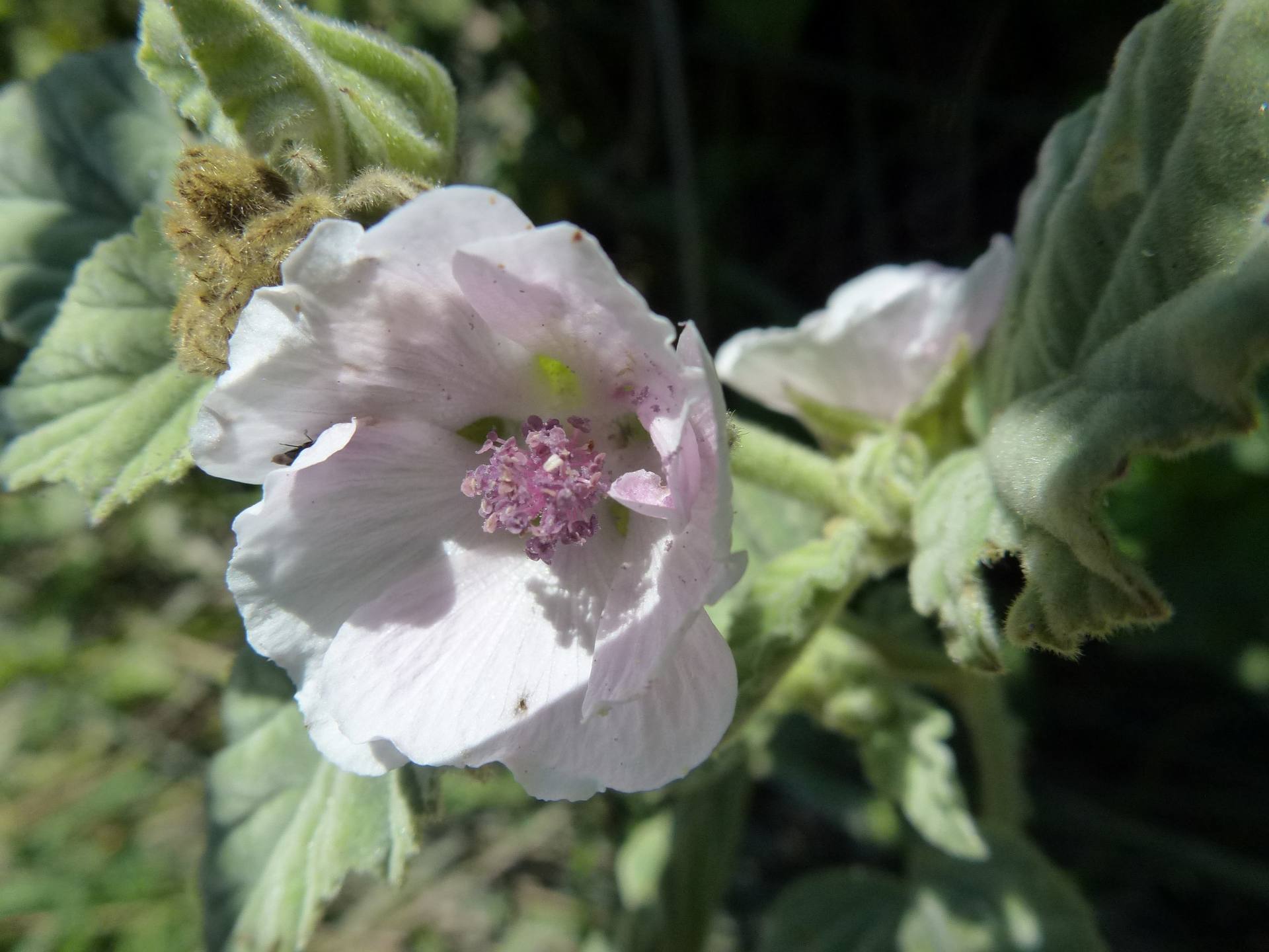 Annexe Althea officinalis _Figari_3juill2012_CF.JPG