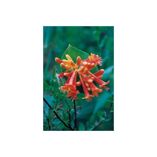 Annexe chevrefeuille orangé.jpg