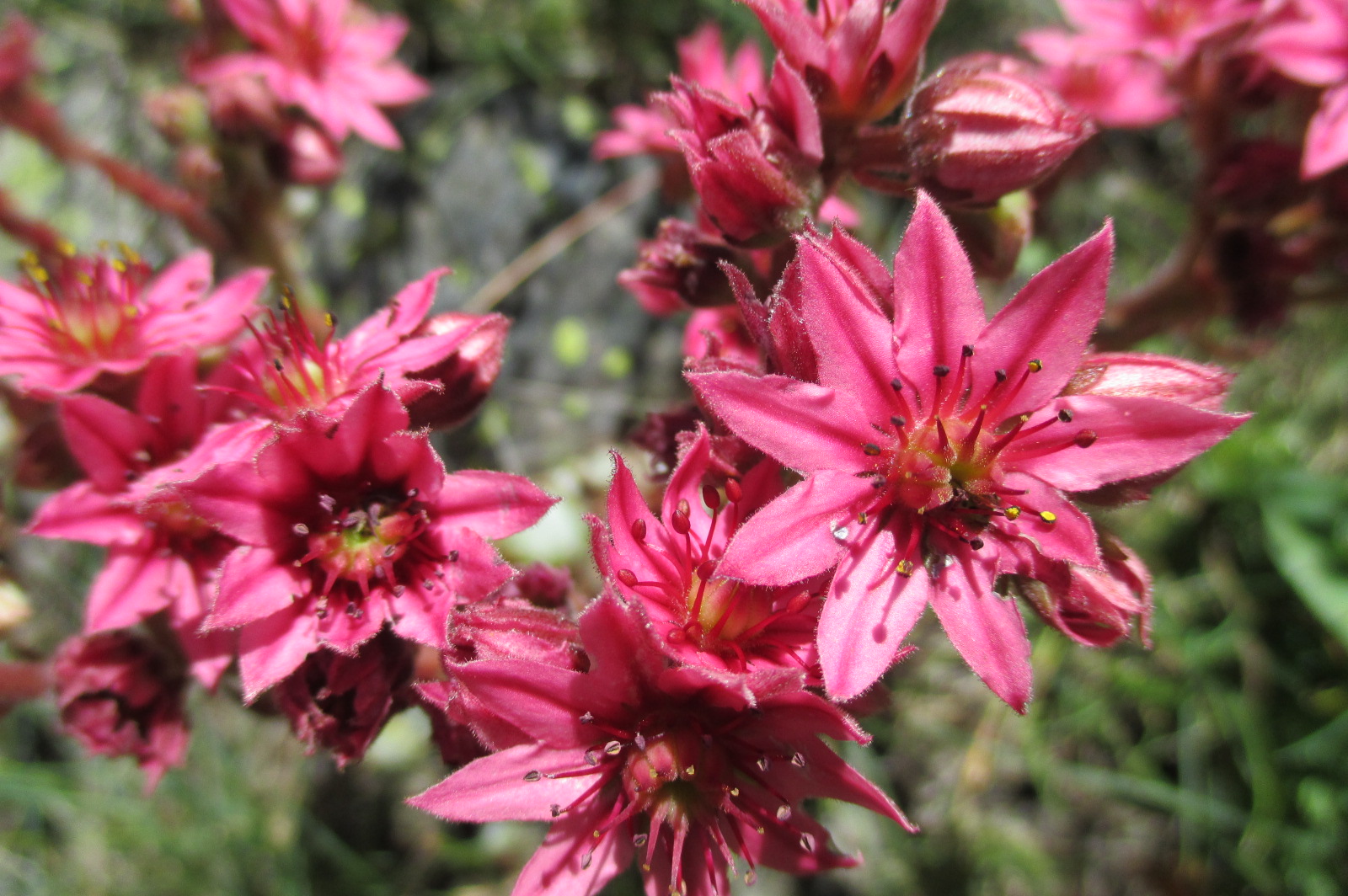 Annexe Joubarbe  pic de Névache  .JPG