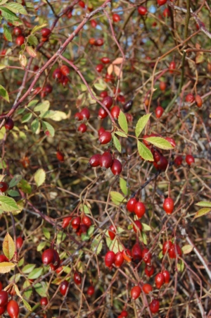 Annexe DSC_0217 light.JPG