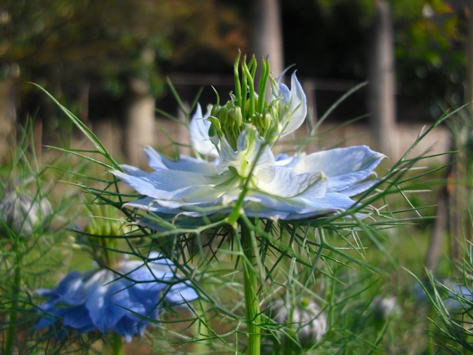 Annexe 10338709_483322788475955_1495972477310165260_n.jpg