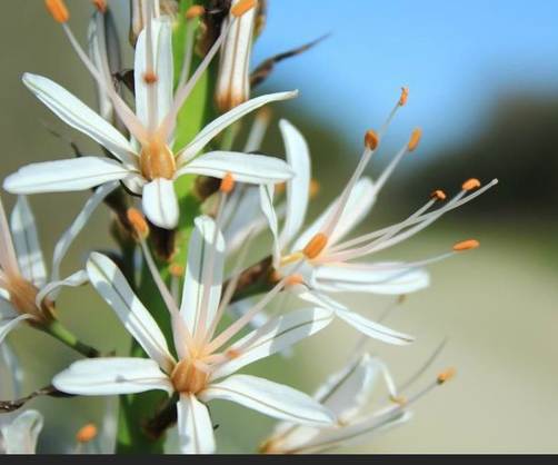 Annexe asphodele.png