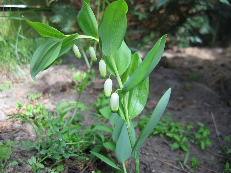 Annexe Polygonatum_odoratum.jpeg
