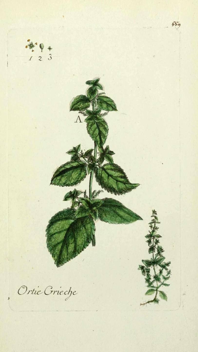 Annexe ortie-grieche---urtica-urens---ortie-sayvage--herbe-de-juda.jpg