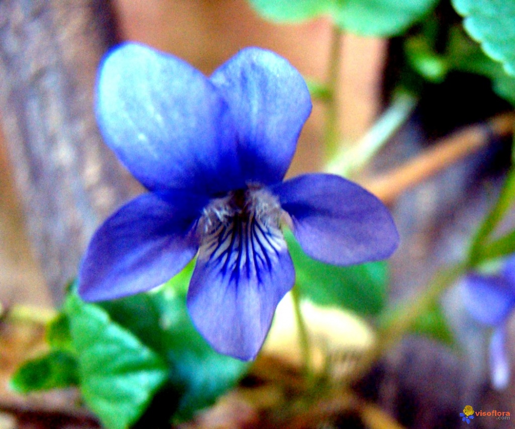 Annexe fleur-bleue-visoflora-50969.jpg