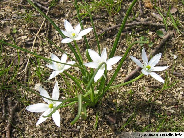 Annexe Damme de 11 heure.jpg