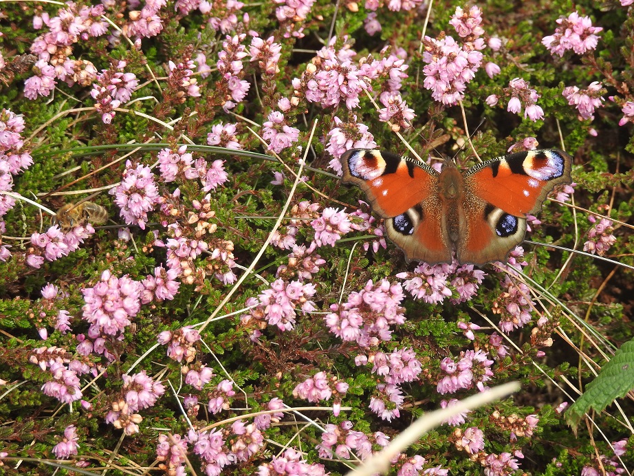 Annexe calluna-vulgaris-s.jpg