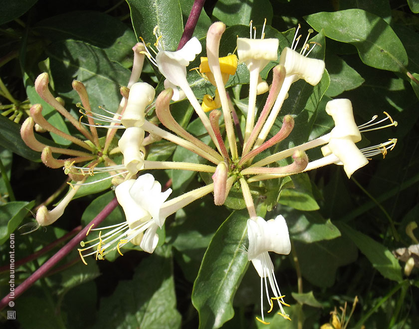 Annexe chevrefeuille.jpg