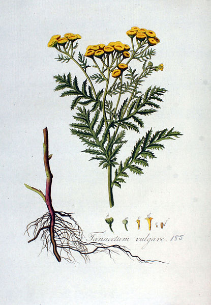 Annexe 415px-Tanacetum_vulgare_—_Flora_Batava_—_Volume_v3.jpg