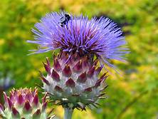 Annexe arthichaut.jpg