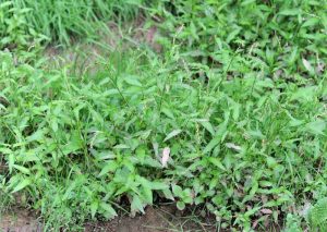 Annexe sang-hydropiper-300x213.jpg