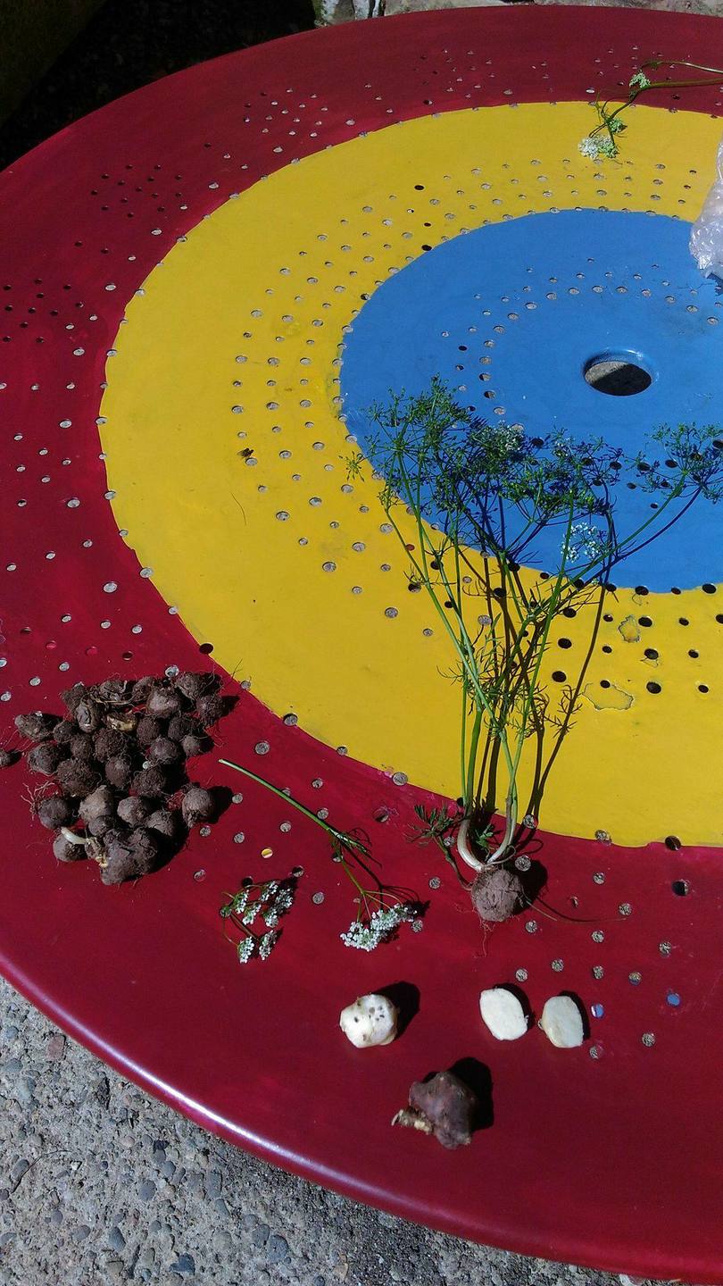 Annexe Conopodium majus.jpg